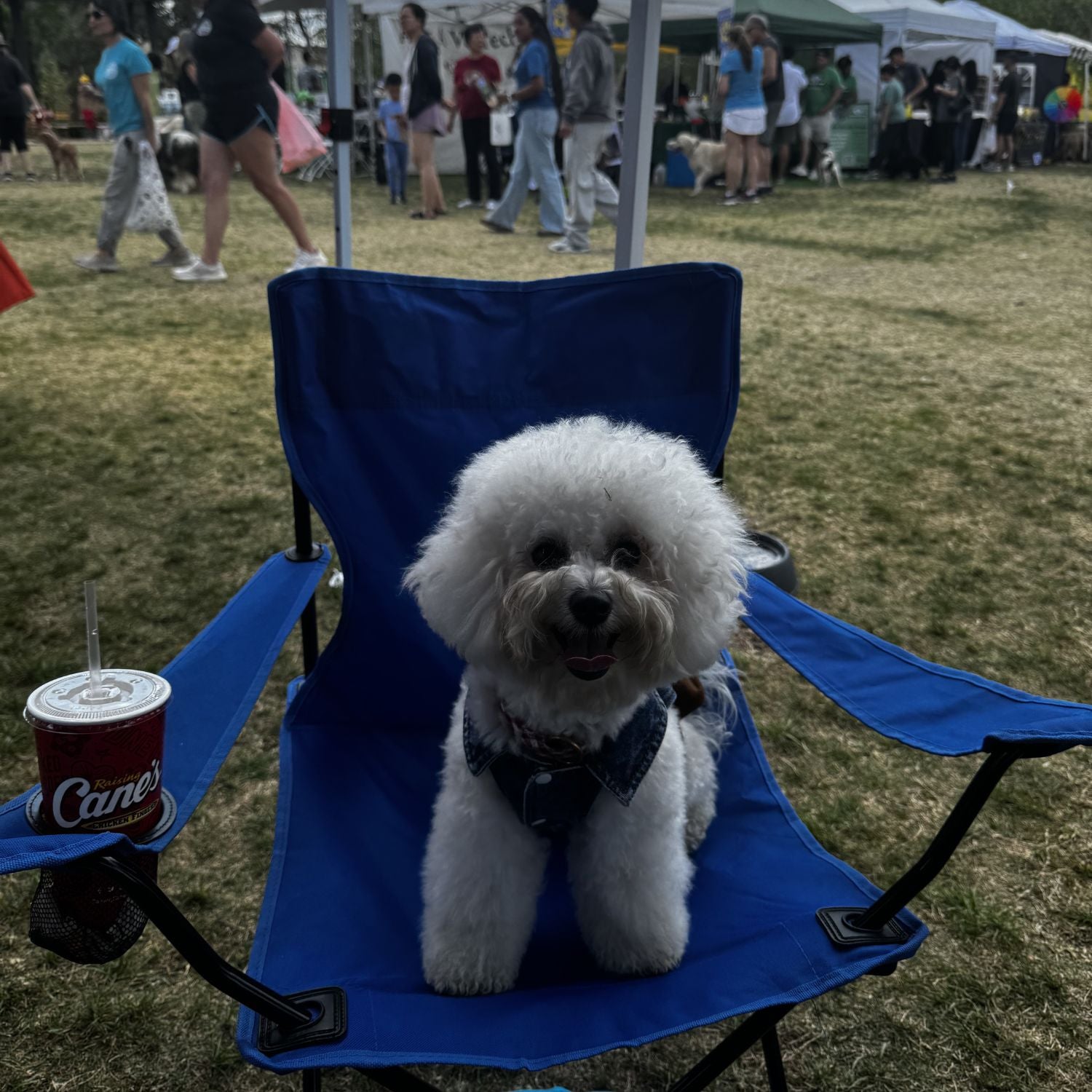Bark in the Park RVAH Booth 5 Borof relaxing in his chair