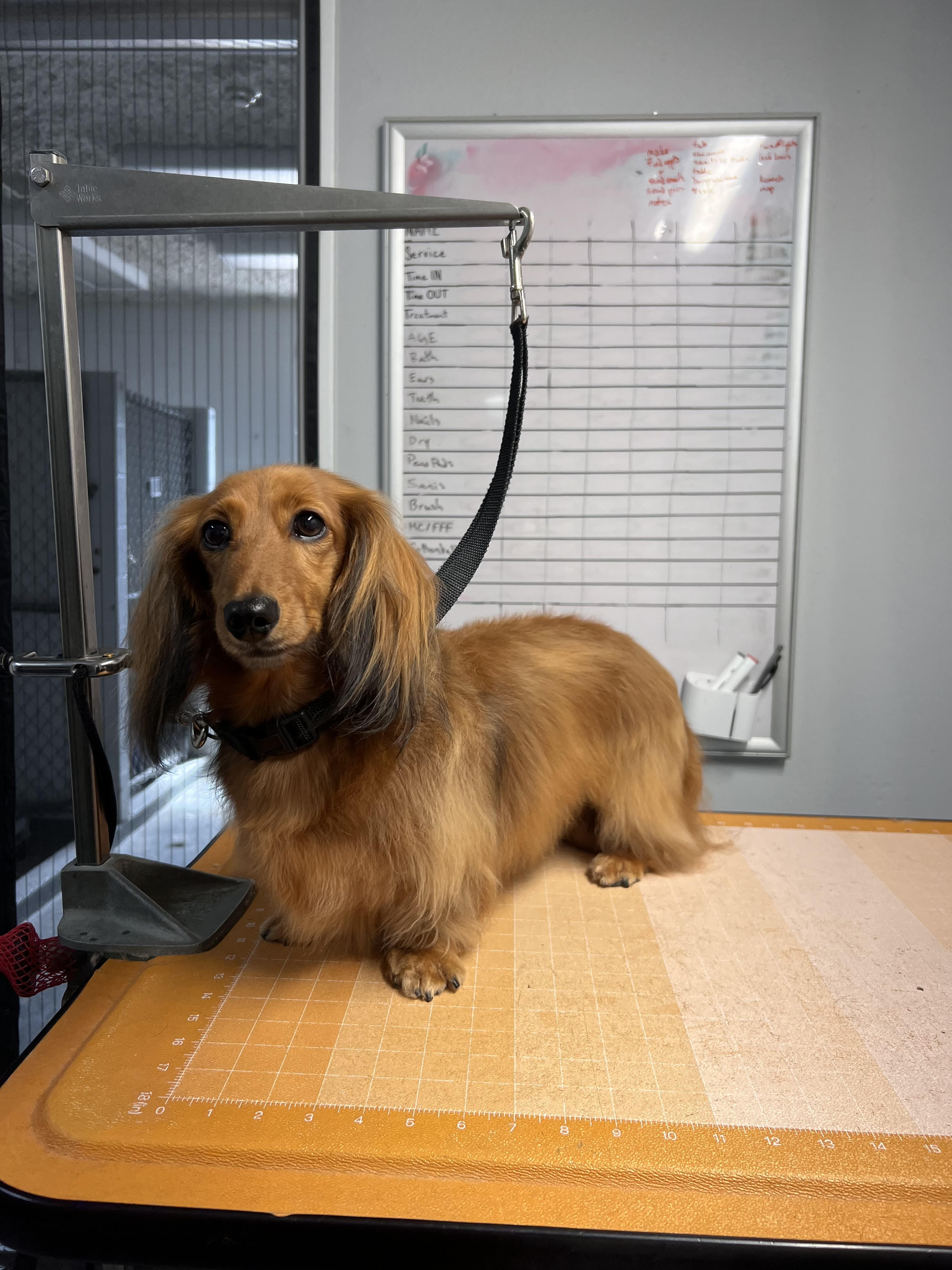 Dachshund Groom