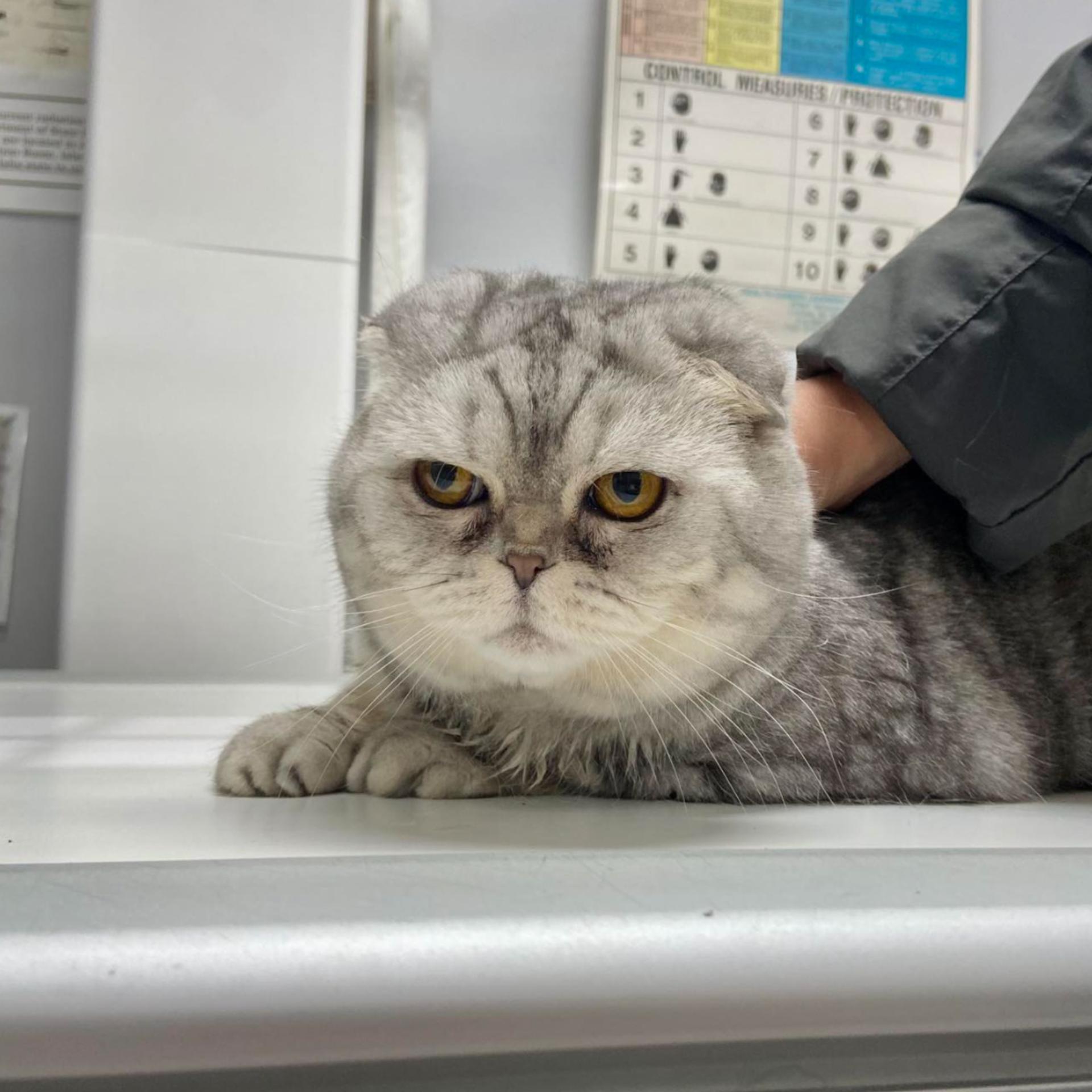 Cat Lab Work and Blood Tests