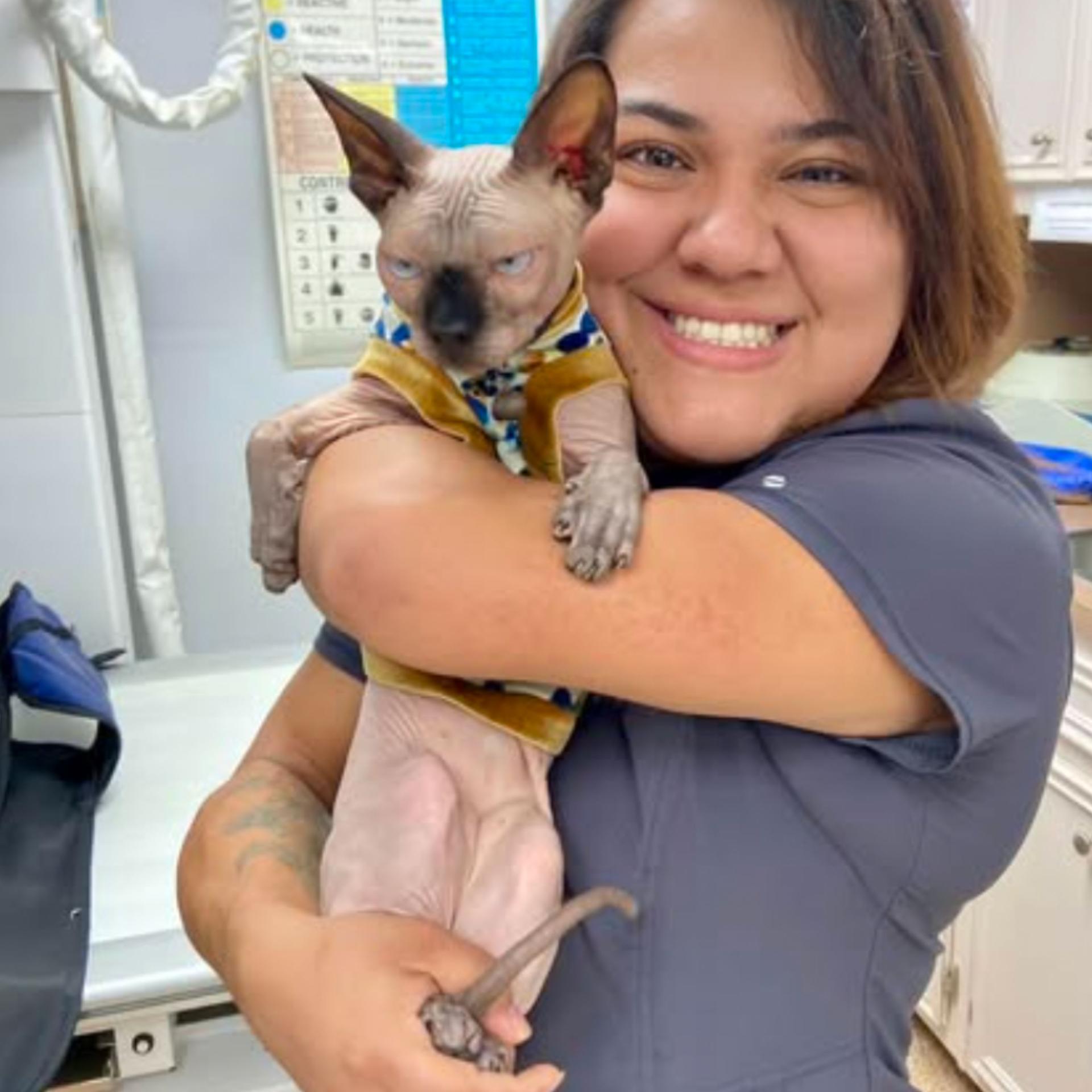 Cat Spay and Neuter Surgery