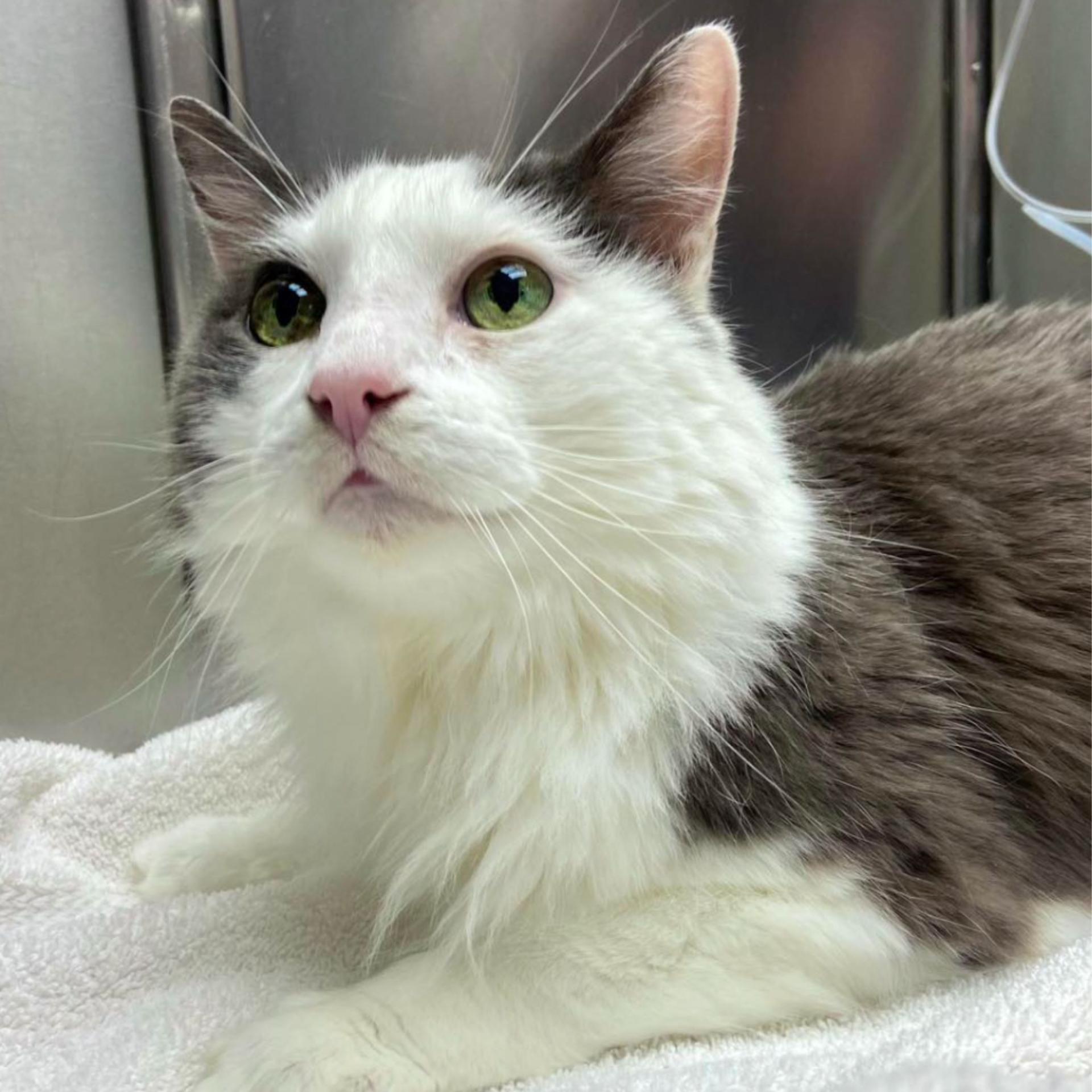 Senior Cat Care Senior Cat Care