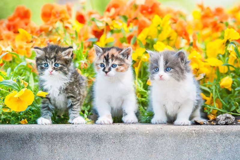 Spay and Neuter in Houston
