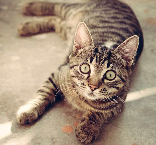 Drop-Off Vet Service in Houston