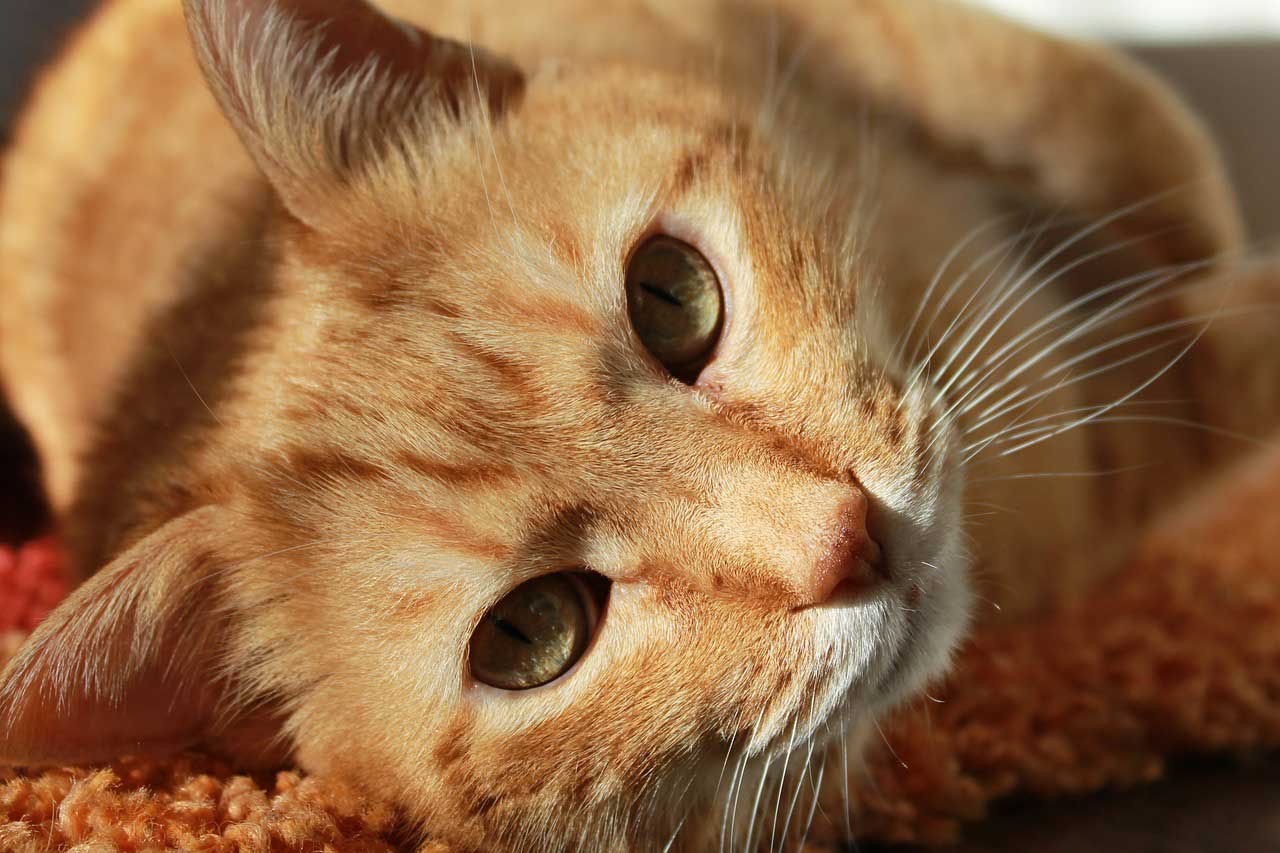 Microchipping