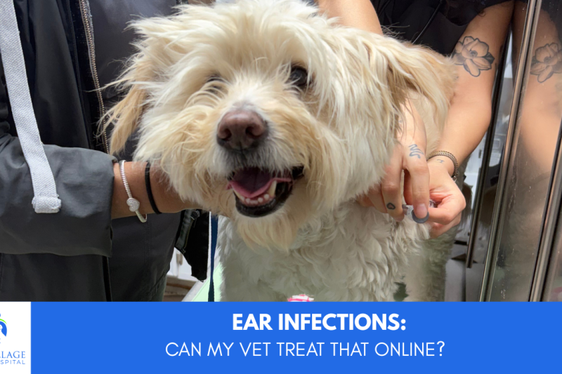 Can a vet treat a pet ear infection online — Rice Village Animal Hospital Houston