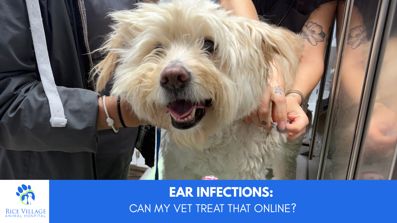 Can my vet treat my pet’s ear infection online?