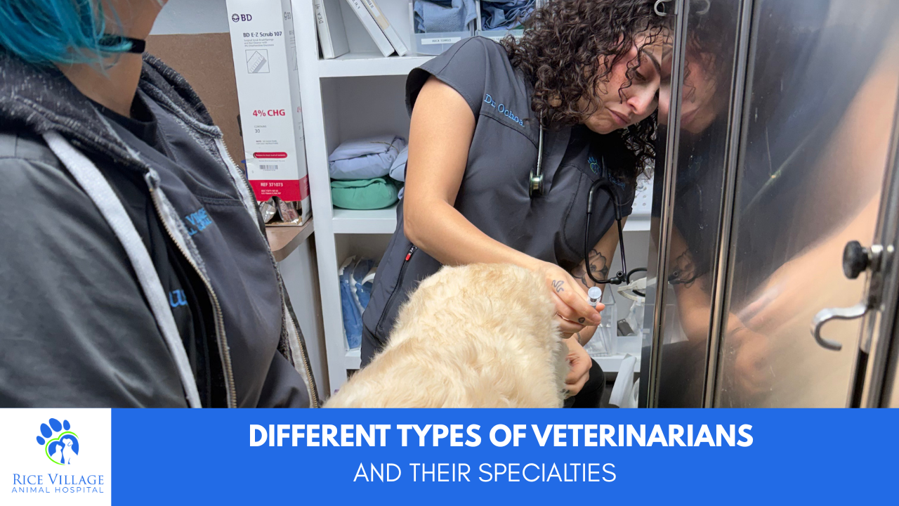 What Are the Different Types of Veterinarians and Their Specialties?