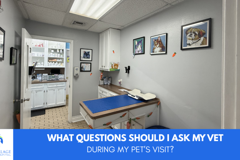 What questions should I ask my vet — Rice Village Animal Hospital, Houston TX