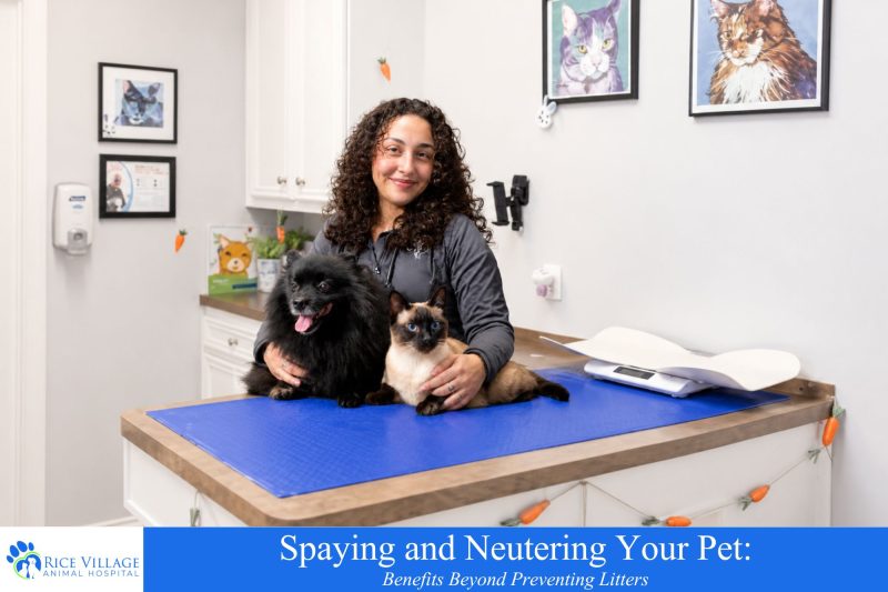 Spaying and Neutering Your Pet Benefits Beyond Preventing Litters