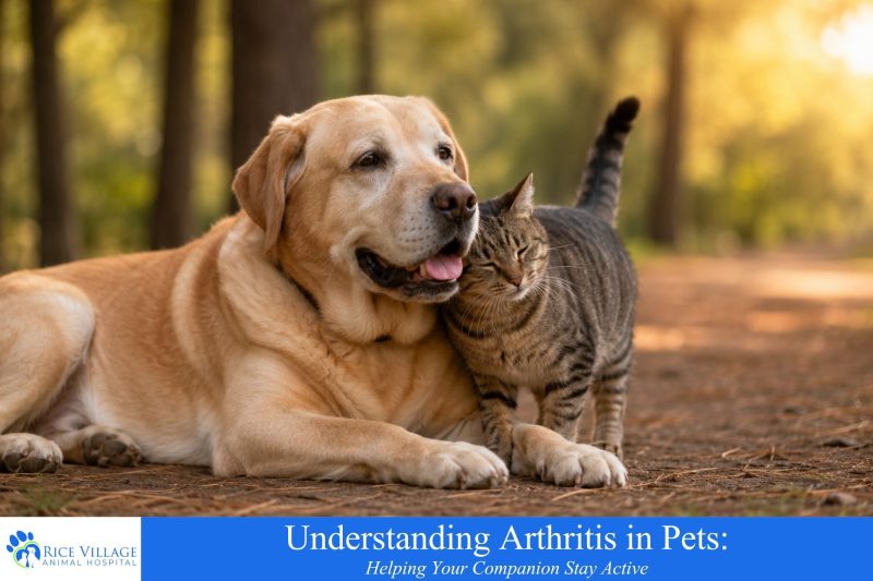 Understanding Arthritis in Pets | Rice Village Animal Hospital Houston