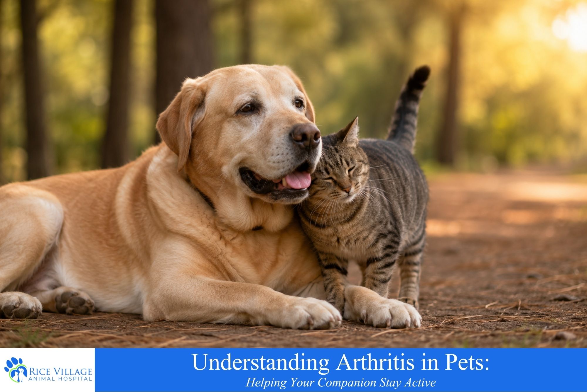 Understanding Arthritis in Pets | Rice Village Animal Hospital Houston
