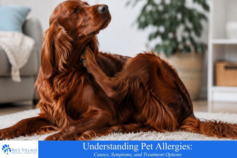 Understanding Pet Allergies: Causes, Symptoms, and Treatment Options