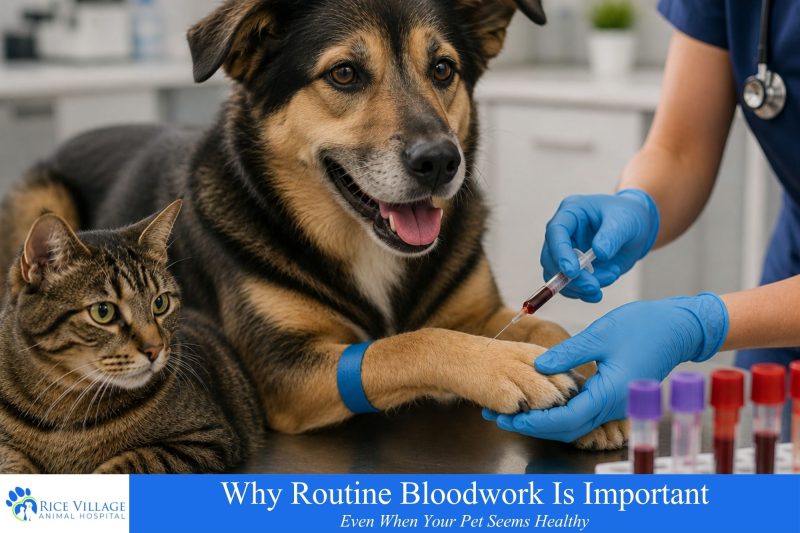 Why Routine Bloodwork Is Important Even When Your Pet Seems Healthy